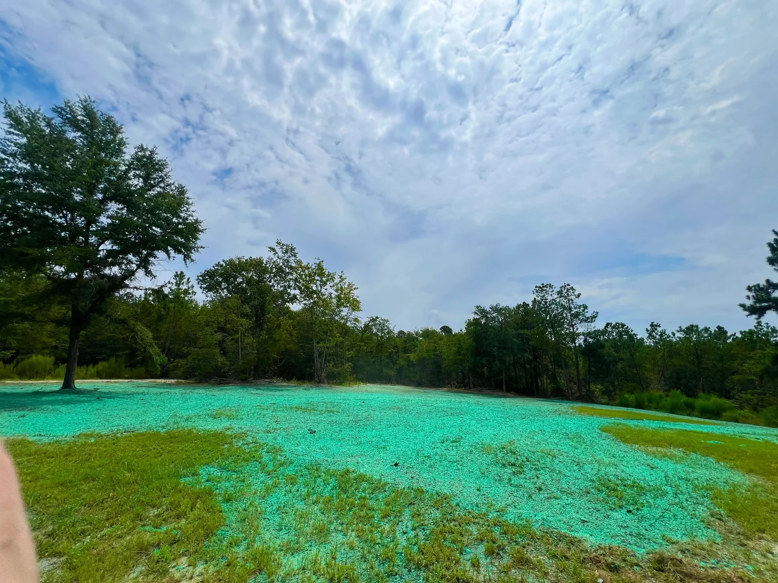 A freshly hydroseeded residential lawn in Aiken, SC showing green slurry applied evenly across bare sandy soil on a gently sloped yard. The mulch layer covers the ground completely with no exposed dirt patches visible.
